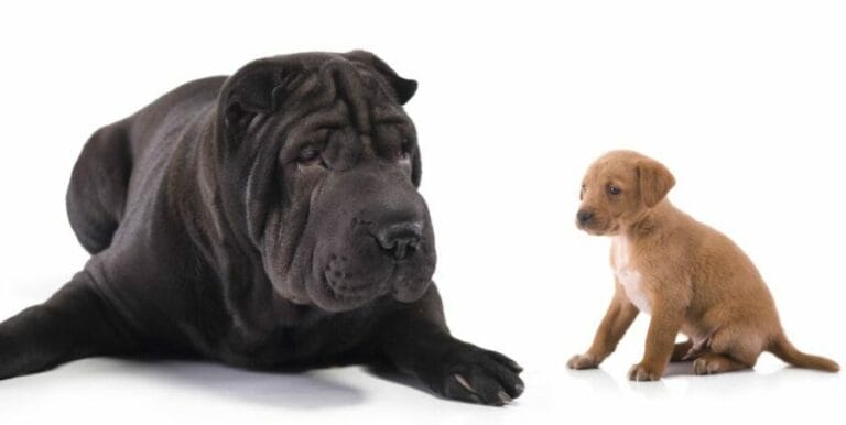 Grote zwarte hond kleine blonde hond kijken naar elkaar